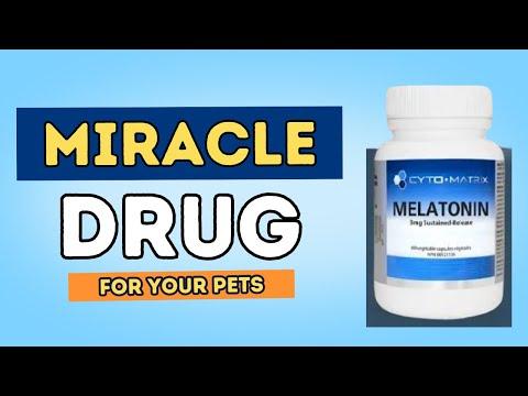 Thumbnail for Uncover 7 New Benefits of Melatonin for Pets