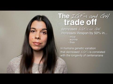 Thumbnail for The IGF-1 Trade-Off: Performance vs. Longevity