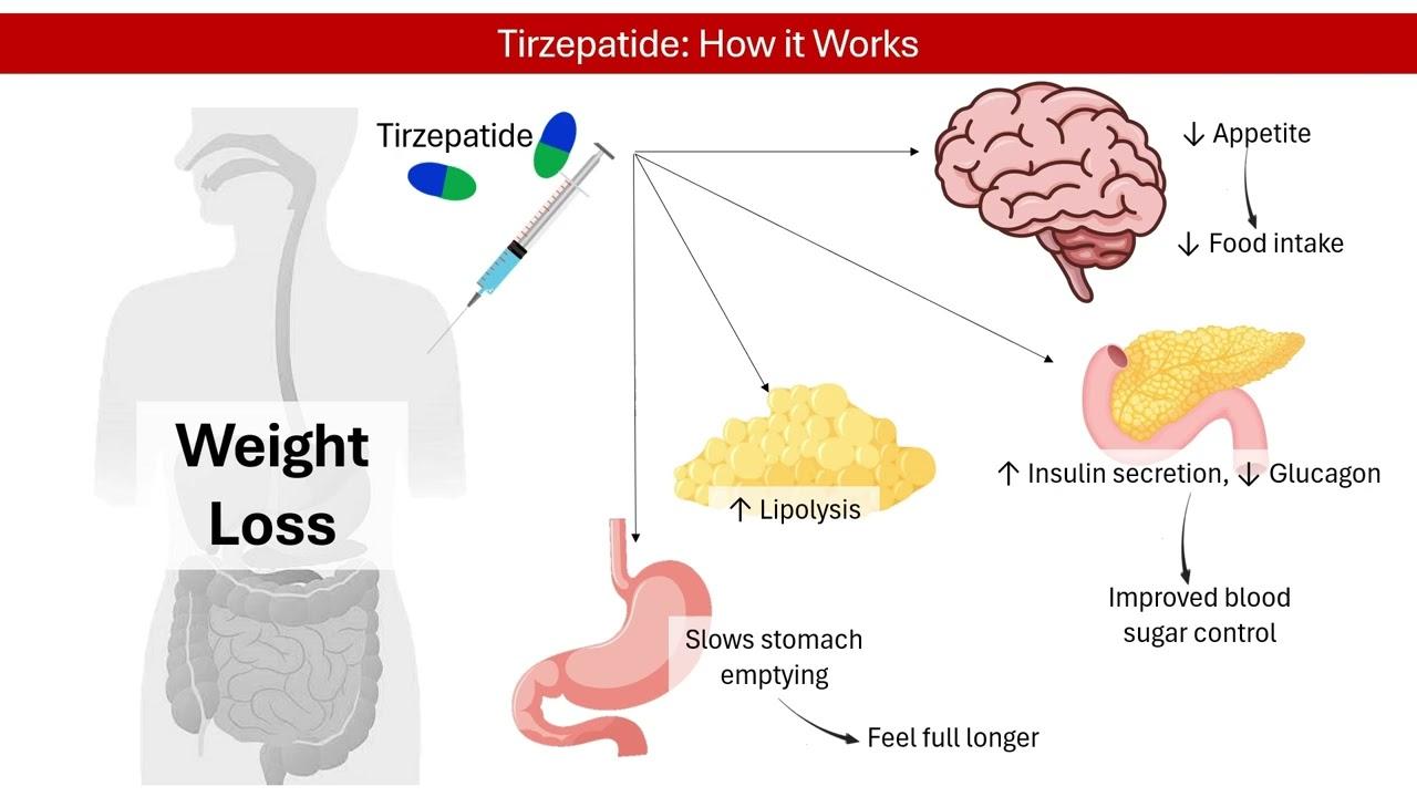 Thumbnail for Tirzepatide: How Does It Work for Weight Loss? │ Pharmacology