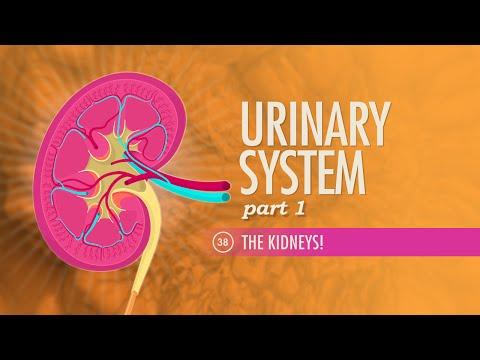 Thumbnail for Urinary System, Part 1: Crash Course Anatomy &amp; Physiology #38